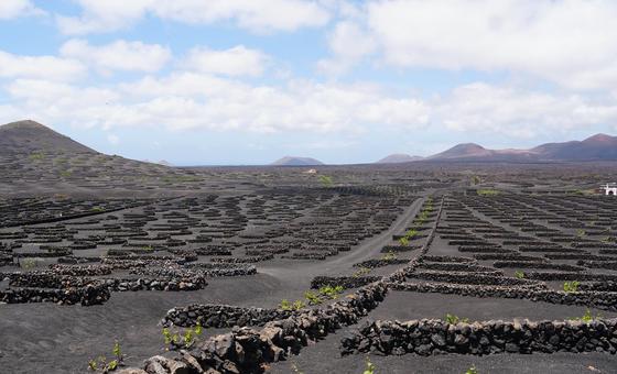 Sistemas Agrícolas en Jable y Arenas Volcánicas en la Isla de Lanzarote, España. Esta zona de viñedos, característica de Lanzarote, es un agrosistema único en el mundo.